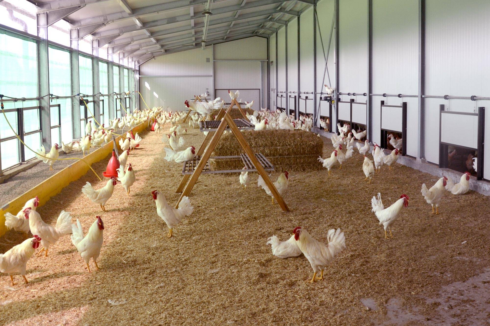 clerici-impianti-avicoli-galline-ovaiole-bio-2